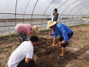 如東縣農(nóng)業(yè)農(nóng)村局種植業(yè)條線戰(zhàn)高溫開展系列志愿服務(wù)活動(dòng)助農(nóng)增收
