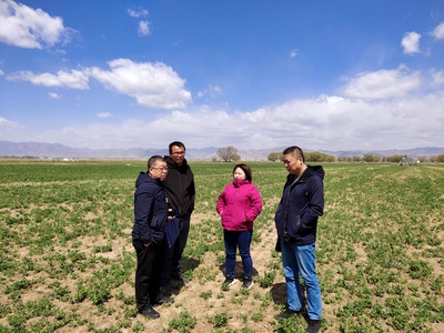 呼和浩特市農(nóng)牧局飼料飼草科與呼和浩特市農(nóng)牧技術(shù)推廣中心飼料飼草技術(shù)科赴土左旗、和林縣查看飼草種植情況