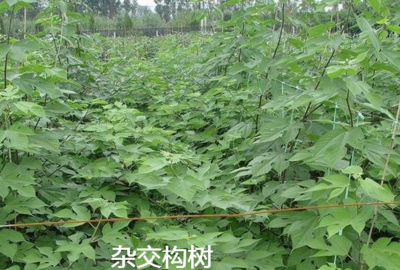 養豬用禾本科牧草、飼料苧麻、構樹、飼料桑樹哪種牧草品種更好?