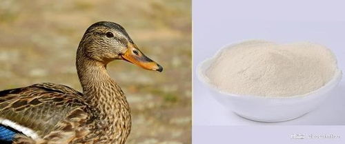 中科初肽 臨沂 生物誠邀您參加2025國際生物發(fā)酵展 濟(jì)南