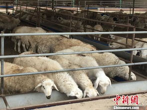 內(nèi)蒙古肉羊養(yǎng)殖第一大旗 用標(biāo)準(zhǔn)化與 羊價 賽跑