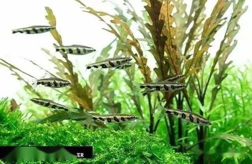 知識 我們養(yǎng)的魚兒正常該活多久 短的2年,長的上百年