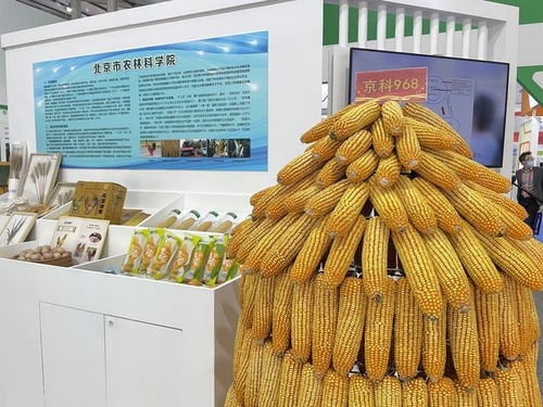 全國杰出貢獻(xiàn)玉米自交系發(fā)布，55個(gè)優(yōu)良自交系入選飼料科