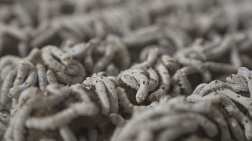 向新突圍 絲耀東方飼料科技創新之路