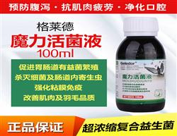 鴿飼料、鴿用品與鴿籠具企業展示平臺 探索中國鴿業大全