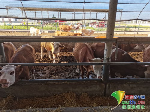 動科學子三下鄉 飼料科技助力養殖，青春服務三農實踐