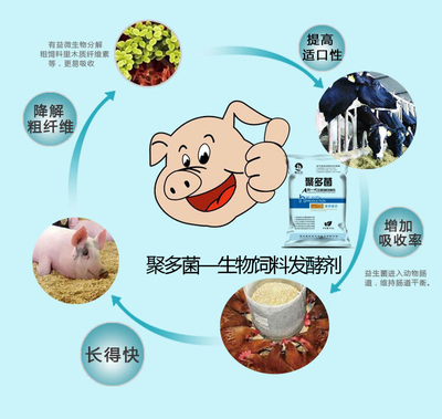 豆渣發酵飼料 現代養殖業的綠色引擎與成本利器