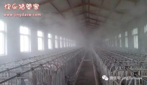 豬場夏季防暑降溫四招 從飼料切入的核心方案